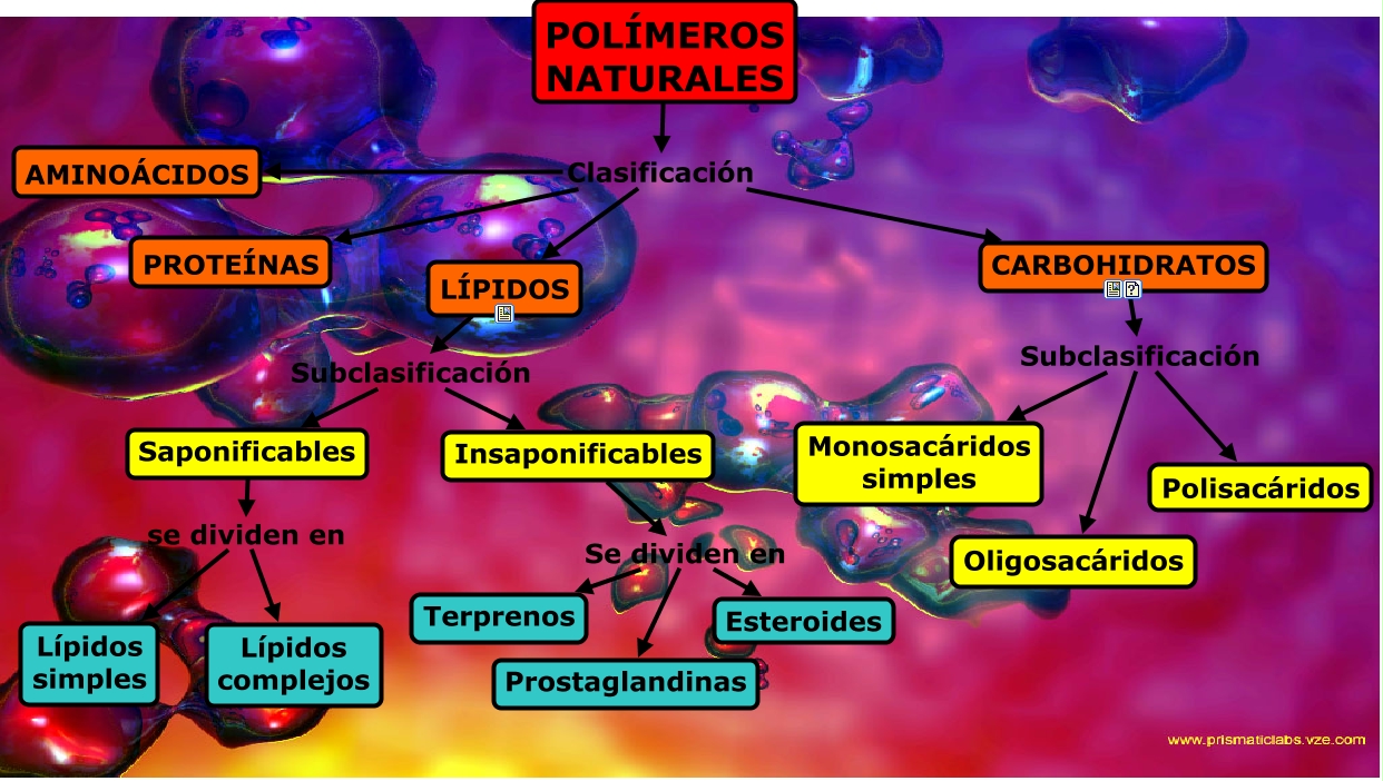 Macromeleculas Lipidos Carbohidratos 1806